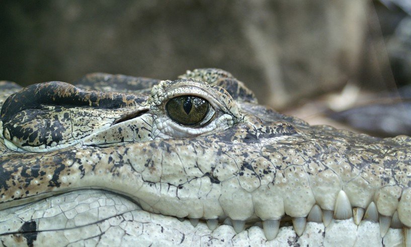 The Fascinating China Chinese Alligator: A National Treasure