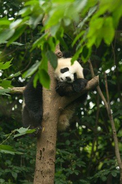 Exploring the Endearing World of China's Giant Pandas