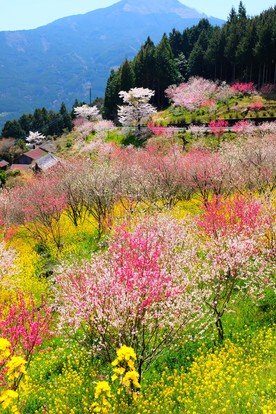 Exploring the Enchanting Beauty of China's Yellow Mountains